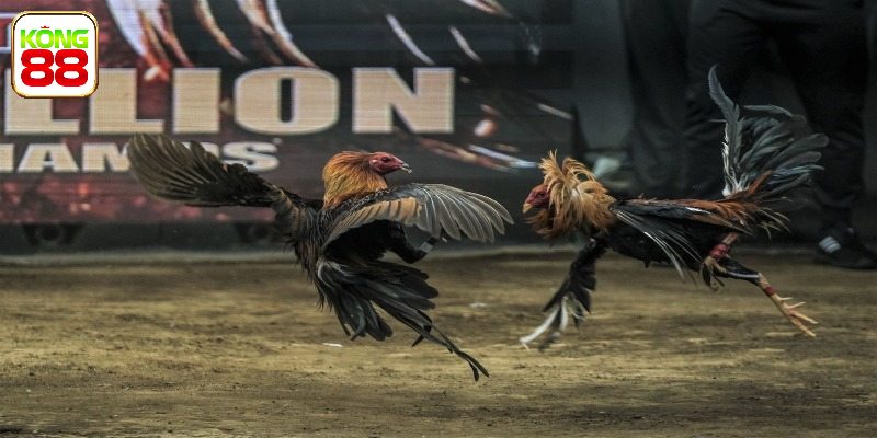 5 lối đá sư kê cần biết rõ