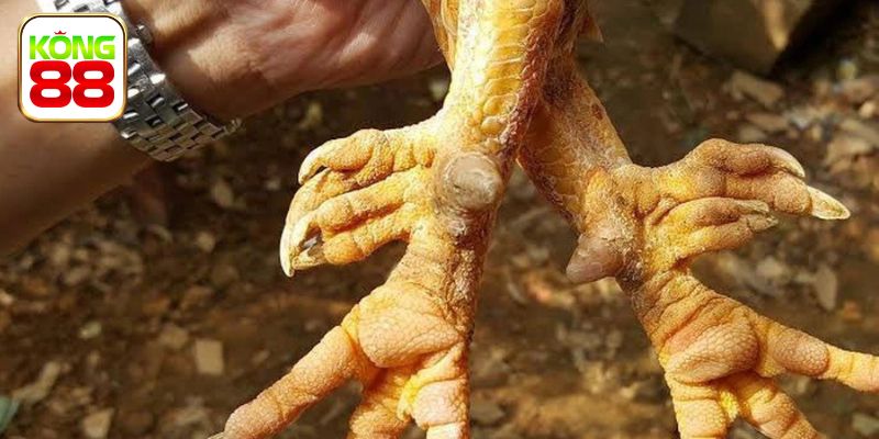 Cách lựa chọn loại cựa phù hợp với gà chiến