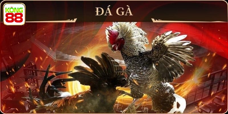 Cách tham gia cá cược đá gà sảnh AOG