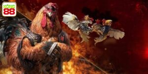Cách Xem Lối Đá Của Gà Lựa Chọn Chiến Kê Dũng Mãnh