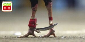 Tổng Hợp Các Loại Cựa Gà Chọi Trong Thi Đấu Chuyên Nghiệp