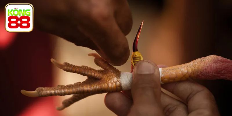 Dạng cựa sắt thực tế