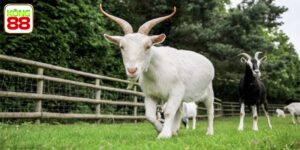 Mơ Thấy Dê Thì Đánh Con Gì? Điềm Báo May Mắn Hay Xui Xẻo