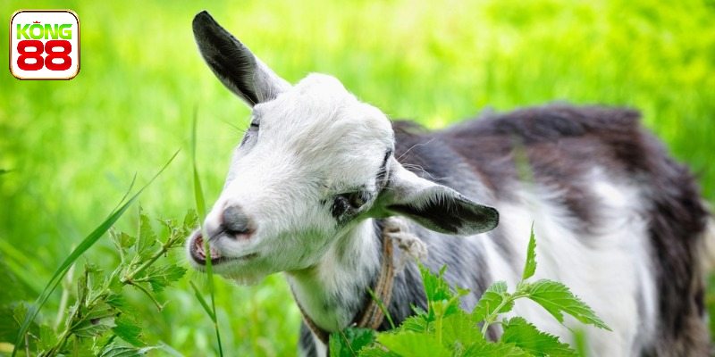 Mơ thấy dê thì đánh con gì? Ý nghĩa giấc mộng