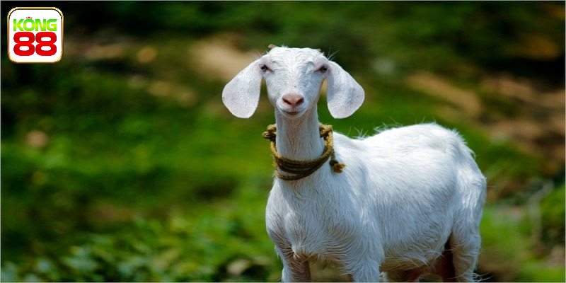 Những con số đánh đề khi mơ thấy dê