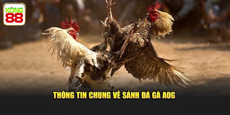 Sảnh đá gà AOG uy tín lâu năm