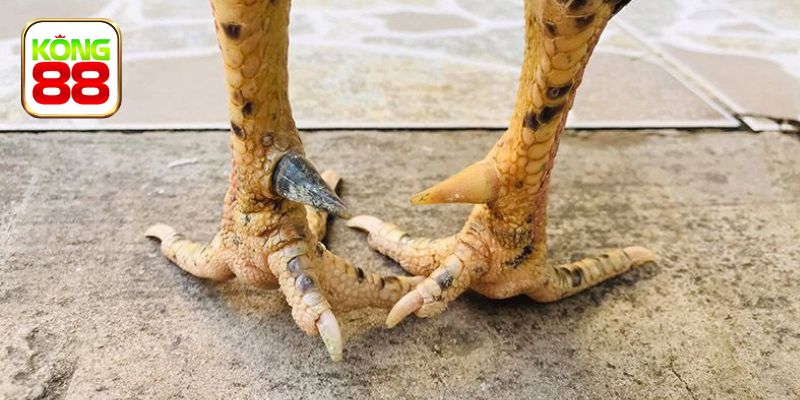 Tìm hiểu thông tin về cựa gà chọi trong thực tế