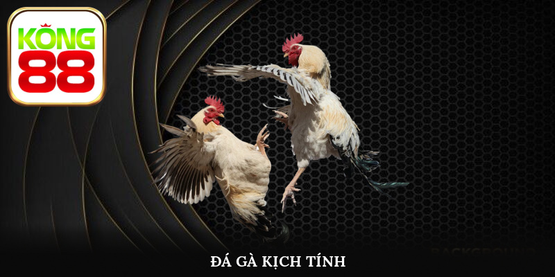 Đá gà Kong88 diễn ra một cách sôi động kịch tính bậc nhất